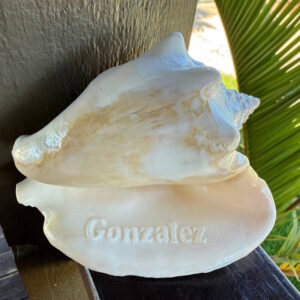 5-Inch Milk Conch Shell