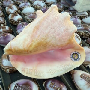 Large Florida Conch Shell