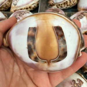 Team Logo Shell
